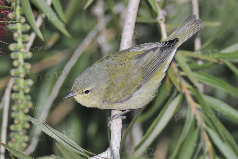 Tennessee Warbler (Leiothlypis peregrina) male, Guatemala