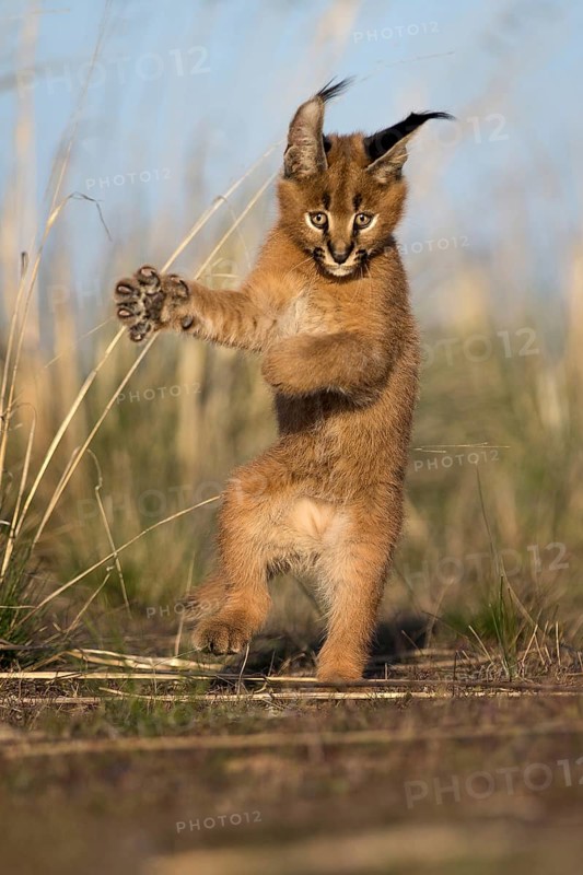 Caracal (Caracal caracal) cub playing and jumping, Castile-La Mancha, Spain