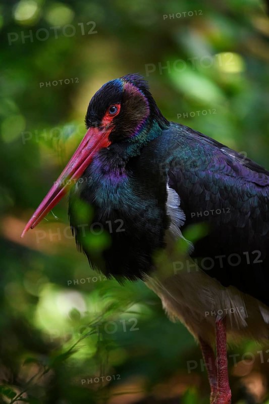 Black stork (Ciconia nigra), male, captive