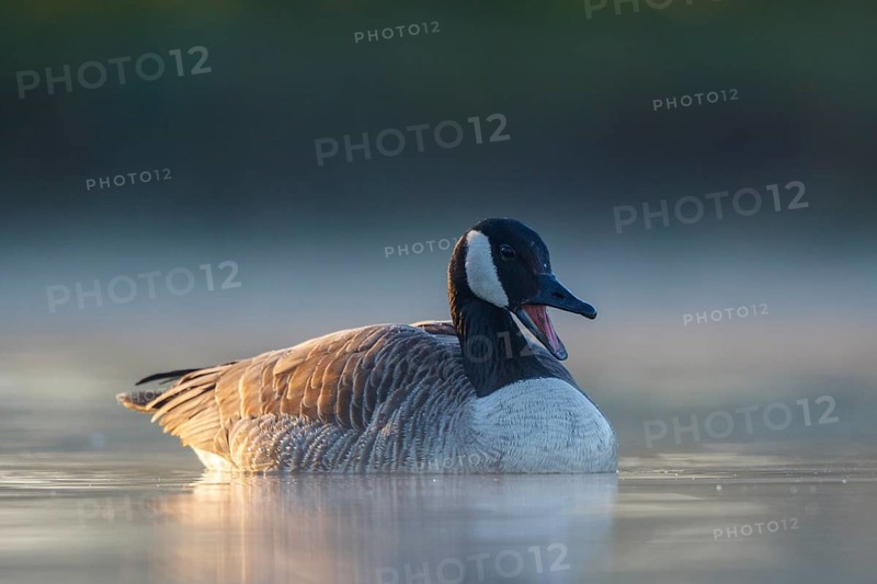 Canada Goose (Branta canadensis), North Rhine-Westphalia, Germany