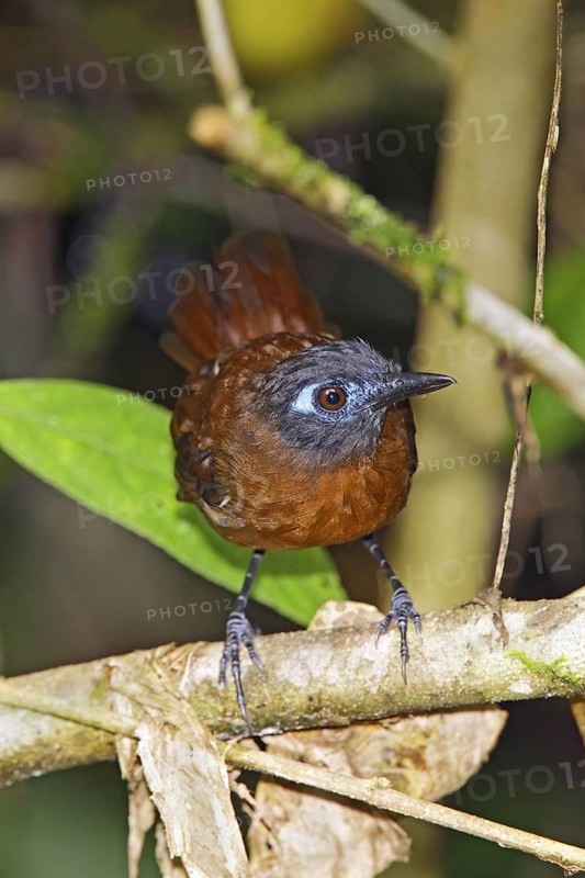 Chestnut-backed Antbird Myrmeciza exsul Manual Antonio National Park, Quepos, Costa Rica 29 October Adult Female Formicariidae