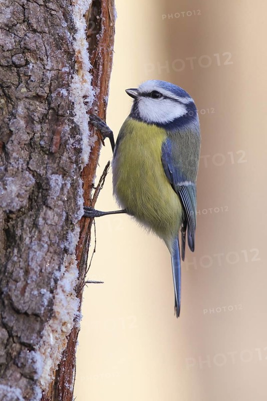 Eurasian Blue Tit (Cyanistes caeruleus), Baden-Wuerttemberg, Germany