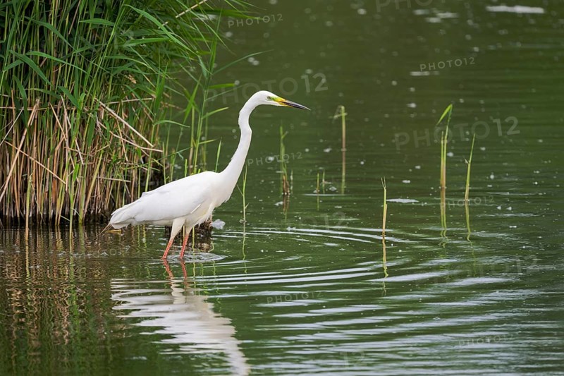 Great Egret Modesta, Ardea alba modesta, European Great White Egret Modesta, Lower Saxony, Germany