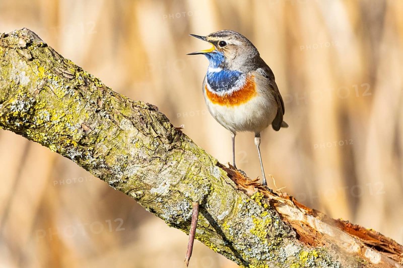 Bluethroat (Luscinia svecica cyanecula) ml Germany