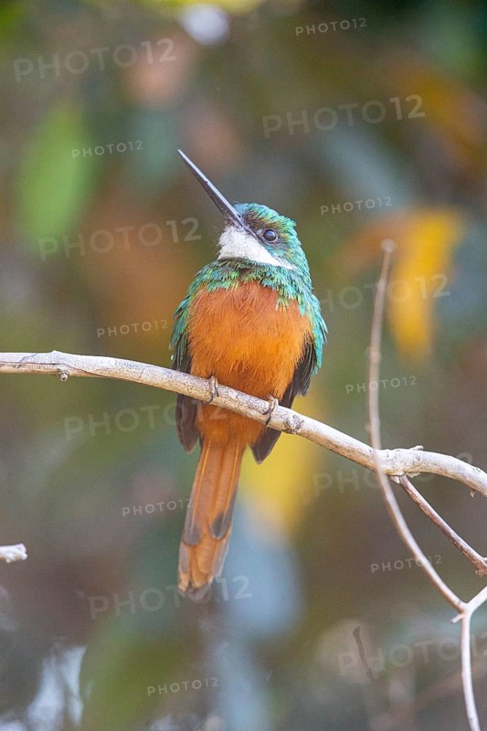 Rufous-tailed jacamar (Galbula ruficauda) Pantanal Brazil