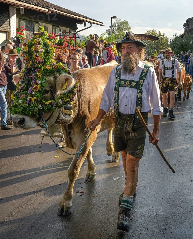 16. 09. 2022. Almabtrieb, cattle seperation in Thalkirchdorf, Markt Oberstaufen, Allgäu, Bavaria, Germany