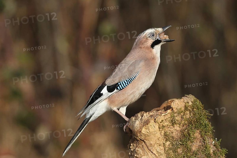 Eurasian jay (Garrulus glandarius) at winter feeding in the forest, Allgäu, Bavaria, Germany, Allgäu, Bavaria, Germany