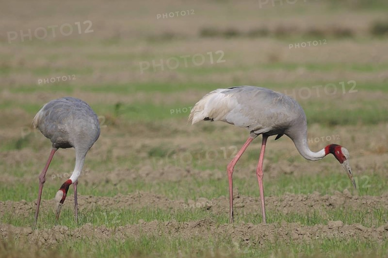 Sarus Crane (Antigone antigone) foraging, Keoladeo National Park, India