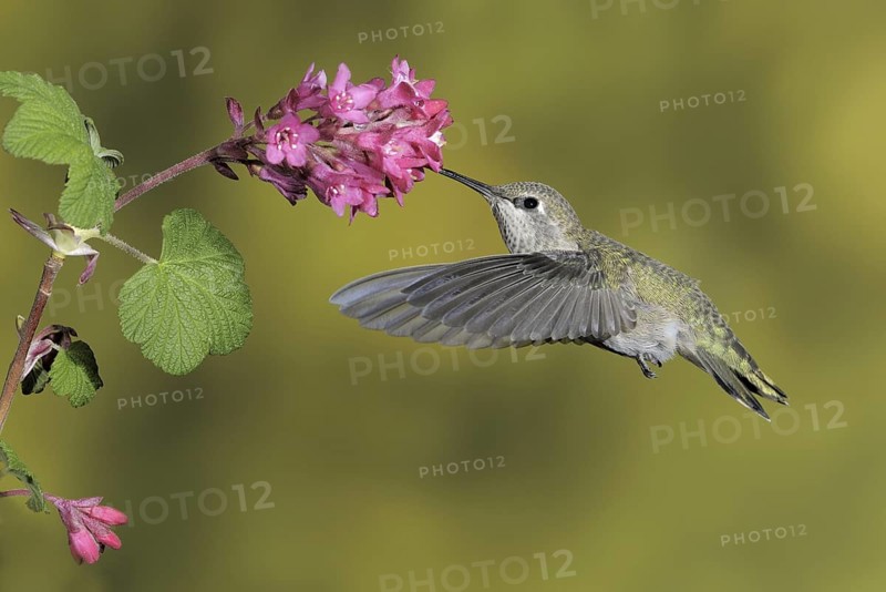 Anna's Hummingbird (Calypte anna), British Columbia, Canada