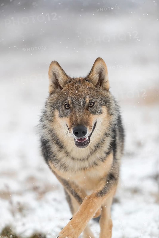 One young male eurasian gray wolf (Canis lupus lupus) running towards the camera over a snow covered meadow during snowfall. White meadow and dark forest in the background