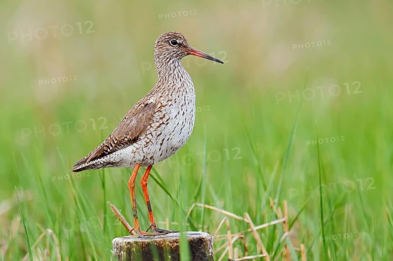 Redshank (Tringa totanus), Schleswig-Holstein, Germany