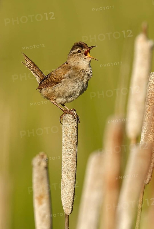 Marsh Wren (Cistothorus palustris) singing, British Columbia, Canada