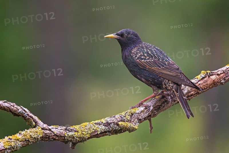 Common Starling (Sturnus vulgaris), Saxony-Anhalt, Germany