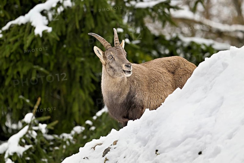 Alpine ibex (Capra ibex), in a snowy landscape, Captive, Switzerland