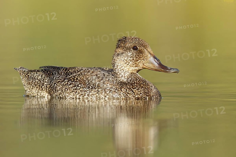 Freckled Duck (Stictonetta naevosa) female, Victoria, Australia