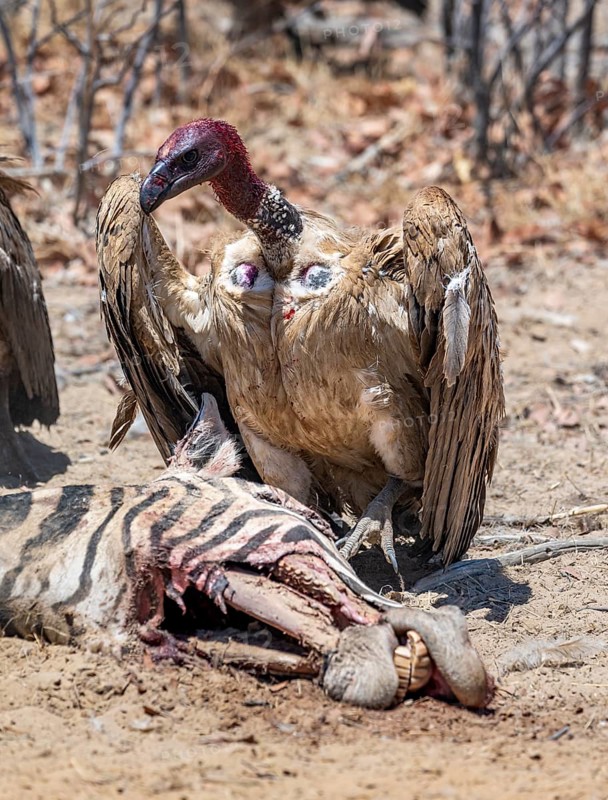 White-backed vulture (Gyps africanus) with bloody head at the head of a dead plains zebra (Equus quagga), vultures feeding on the carcass, Etosha National Park, Namibia