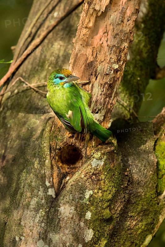 Yellow-fronted Barbet (Psilopogon flavifrons) at nest hole, Horton Plains, Sri Lanka
