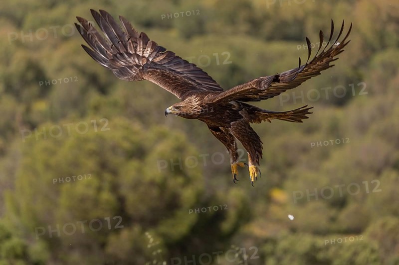 Golden eagle (Aquila chrysaetos), in flight, Andalusia, Spain