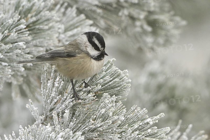 Mountain Chickadee (Poecile gambeli), New Mexico, USA