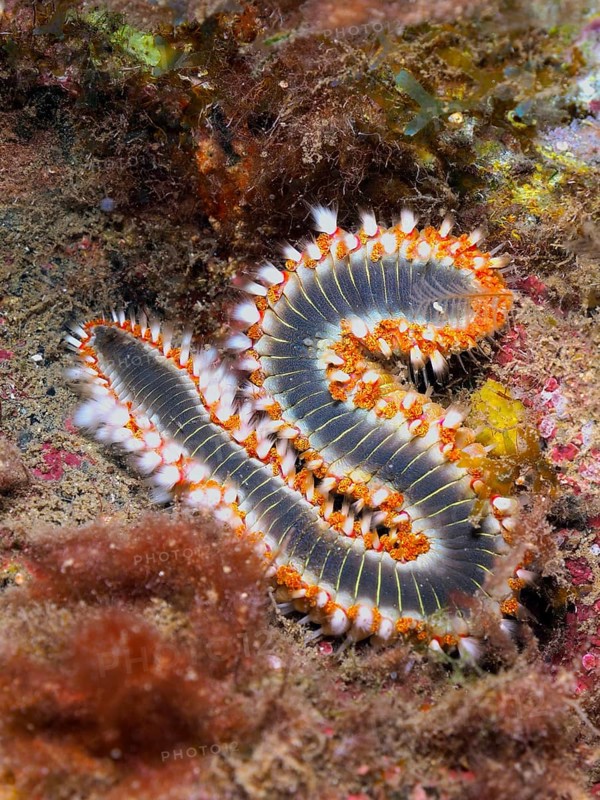 An S-shaped fireworm (Hermodice carunculata) on the seabed with detailed, colourful bristles. Dive site Puerto de Mogan Reef, Gran Canaria, Spain, Atlantic Ocean