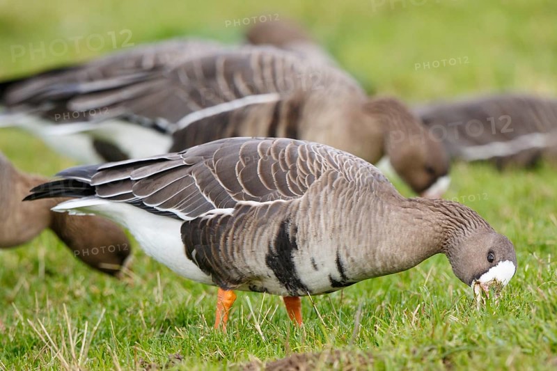 Greater White-fronted Goose (Anser albifrons) foraging, North Rhine-Westphalia, Germany