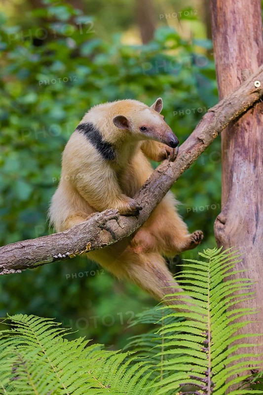 One southern tamandua (Tamandua tetradactyla), climbs up a tree in a forest