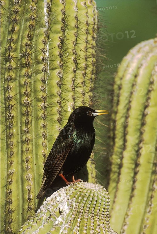 Common Starling (Sturnus vulgaris), Arizona, USA