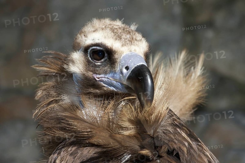 Cinereous Vulture (Aegypius monachus)