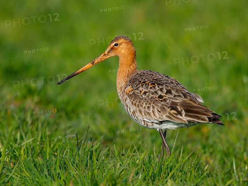 Black-tailed Godwit (Limosa limosa) foraging, Netherlands