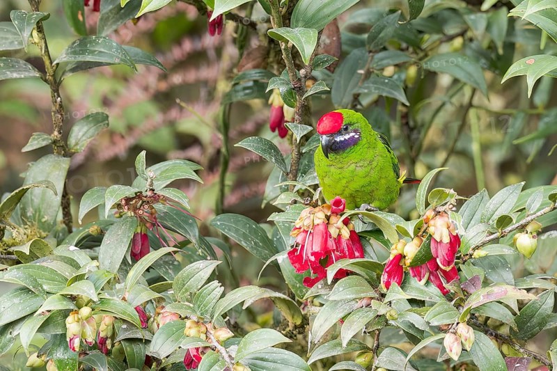 Plum-faced Lorikeet (Oreopsittacus arfaki) perched on a branch in Papua New Guinea