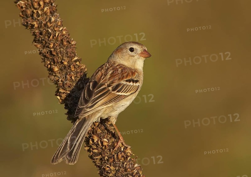 Field Sparrow (Spizella pusilla), Ohio, USA