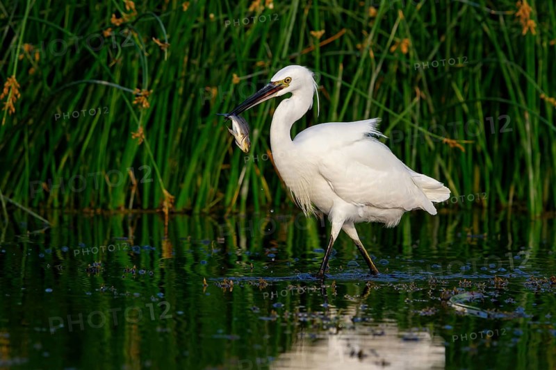 Little egret foraging, (Egretta garzetta) Salalah, Khawr Rawri, Dhofar, Oman
