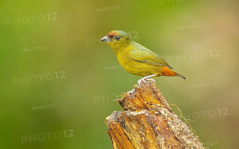 Olivrückenorganist (Olive-backed euphonia, Euphonia gouldi)