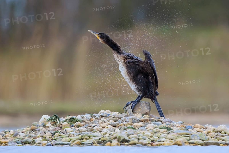 Great Cormorant (Phalacrocorax carbo), North Rhine-Westphalia, Germany
