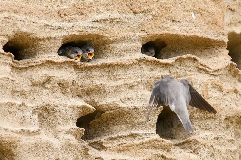 Sand martin (Riparia riparia) Young birds Chicks and feeding parents in a sand pit Sand excavation, Osnabrücker Land, Lower Saxony, Germany
