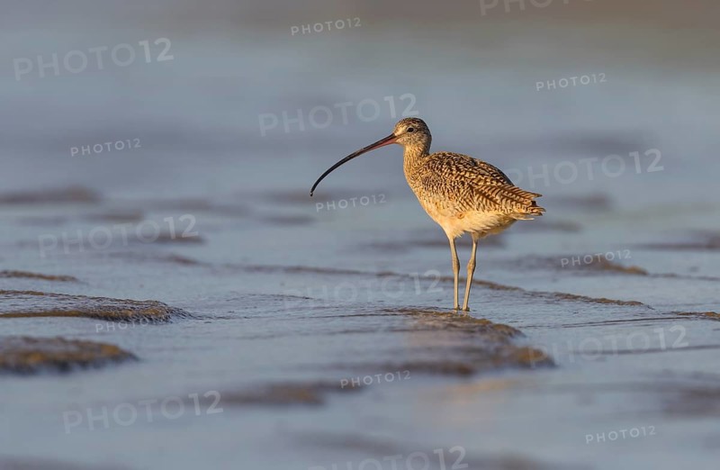 Long-billed Curlew (Numenius americanus) - Morro Bay, California