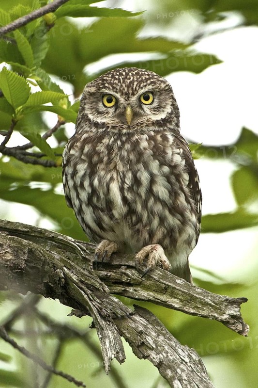 Little Owl (Athene noctua), Rhineland-Palatinate, Germany