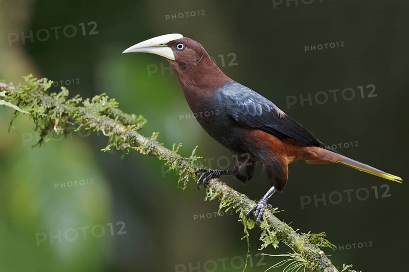 Chestnut-headed Oropendola (Psarocolius wagleri) perched on a branch in Costa Rica, Central America