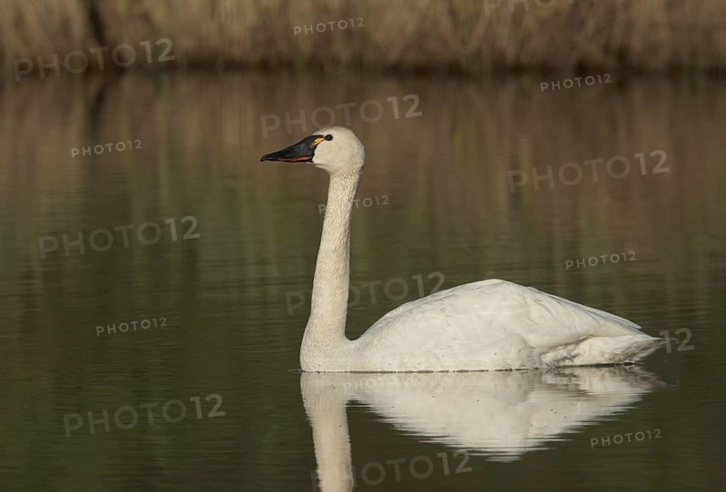 Tundra Swan (Cygnus columbianus), Alaska, USA