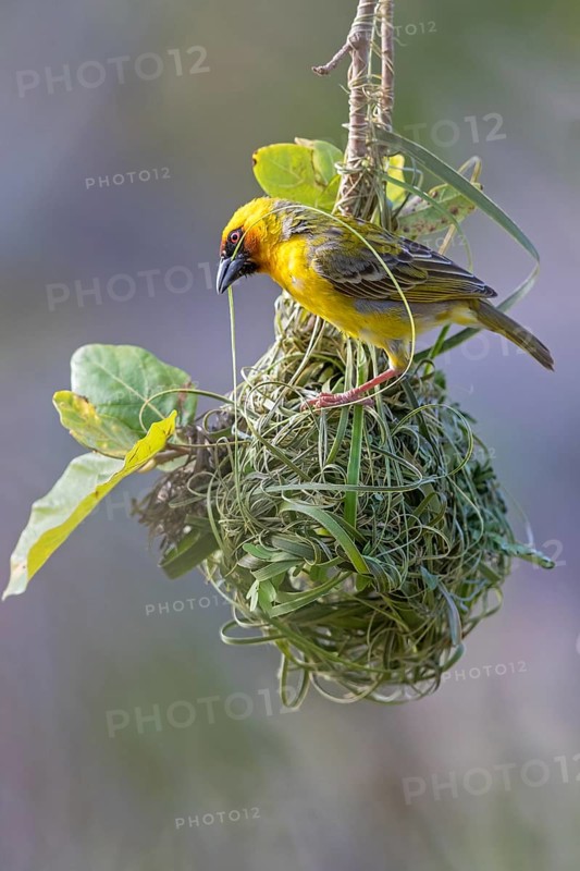 Ruppell's Weaver, Rueppell's Weaver, (Ploceus galbula), weaver bird building a nest, weaver birds, Ayn Hamran, Salalah, Dhofar, Oman