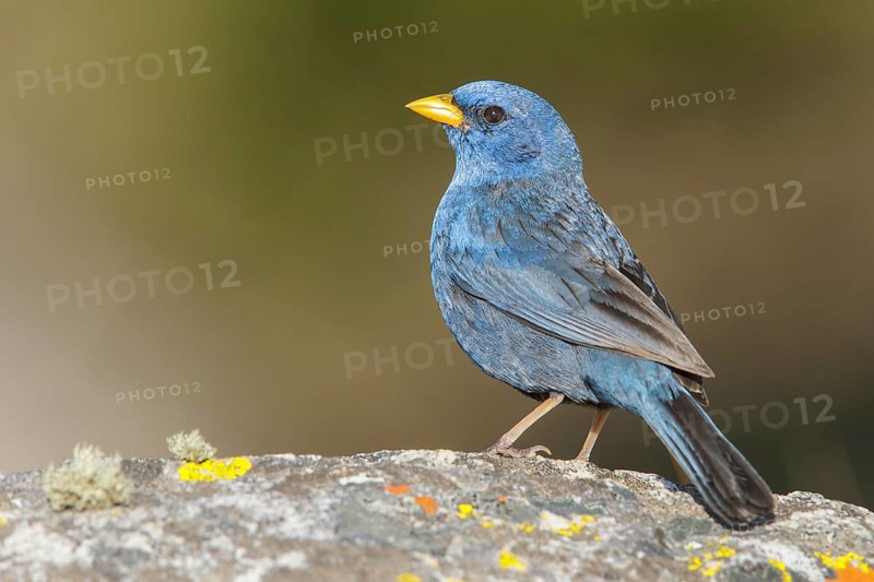 Blue Finch (Porphyrospiza caerulescens) perched on a rock in the Atlantic rainforest of southeast Brazil