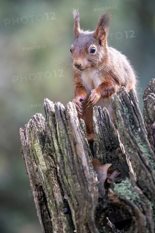 Squirrel (Sciurus vulgaris), Emsland, Lower Saxony, Germany