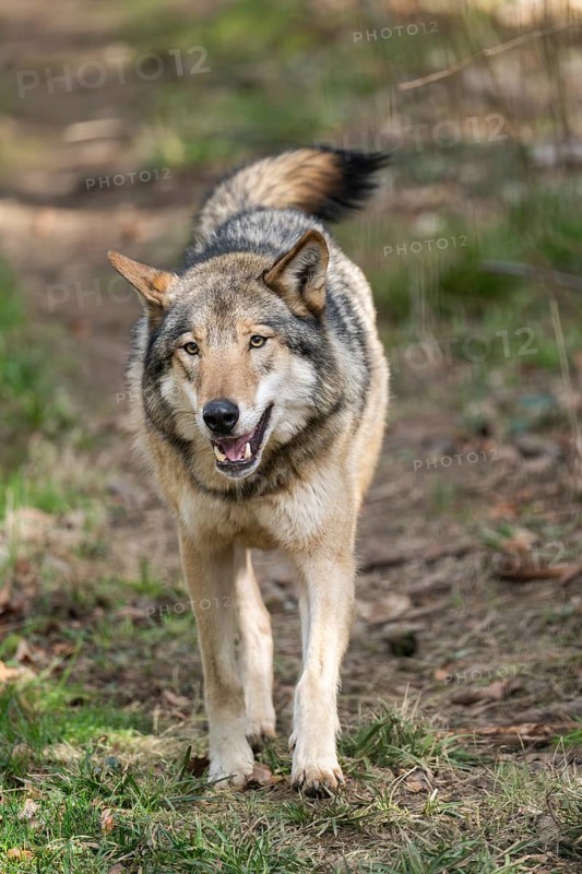 Eurasian wolf (Canis lupus lupus) standing in a forest, Bavaria, Germany