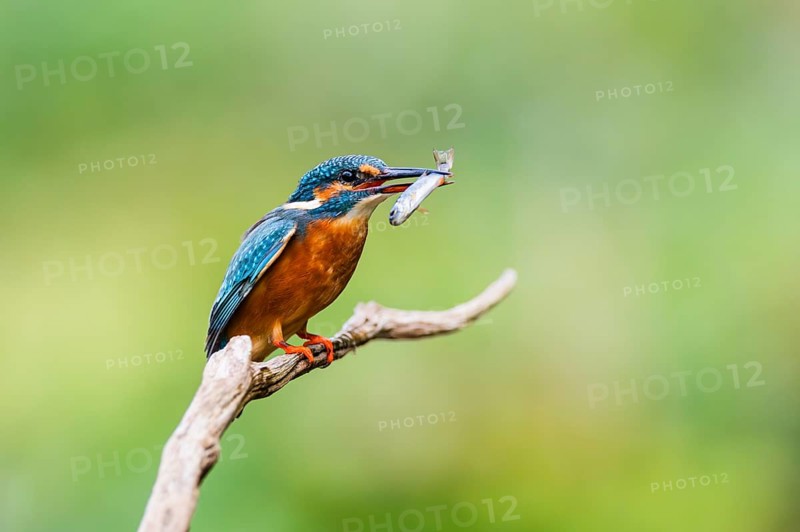 Common kingfisher (Alcedo atthis) sitting on an old wooden branch eating his fresh cought fish in late summer, wildife, Bavaria, Germany