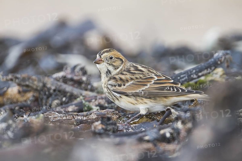 Lapland Longspur - Spornammer - Calcarius lapponicus ssp. lapponicus, Germany