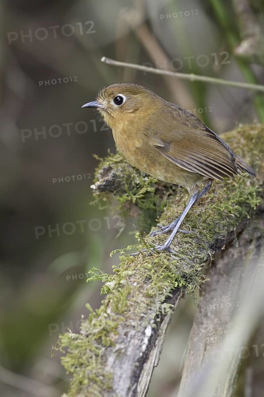 Rufous Antpitta (Grallaria rufula) perched on a branch in Bolivia, South America
