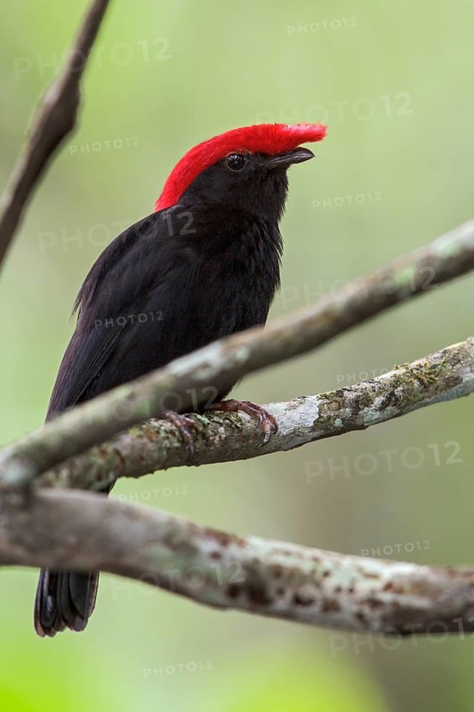 Helmeted Manakin (Antilophia galeata) perched on a branch in the Atlantic rainforest of southeast Brazil
