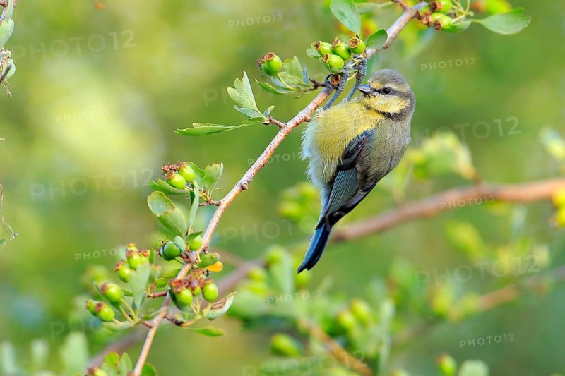 Eurasian Blue Tit (Cyanistes caeruleus) perched on a branch, Andalusia, Spain