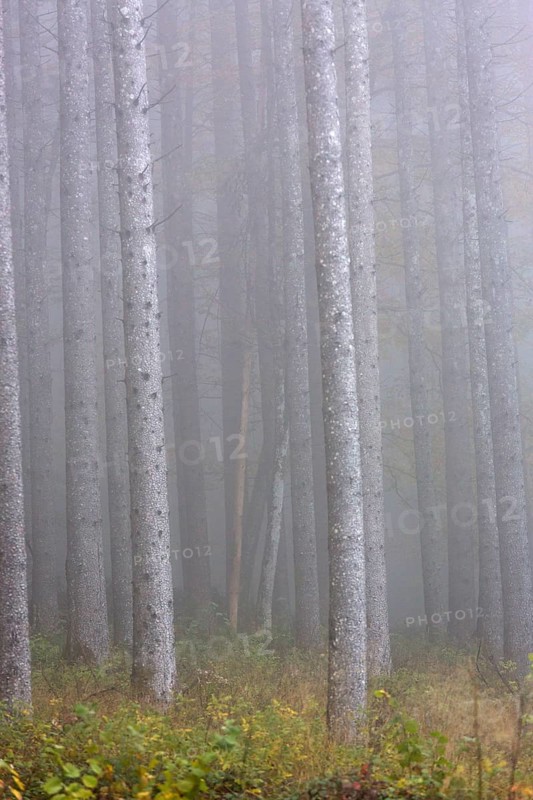 Birch trees in early morning mist. Autumn mood at lake Almsee, Grünau, Austria, Totes Gebirge
