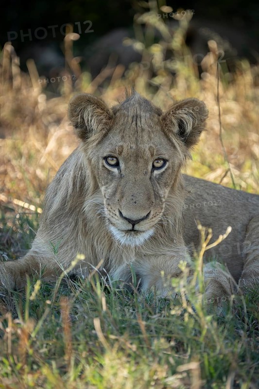 Lion cub (Panthera leo), looks strong pointing into the camera. Vertical portrait of face. Savuti, Chobe National Park, Botswana